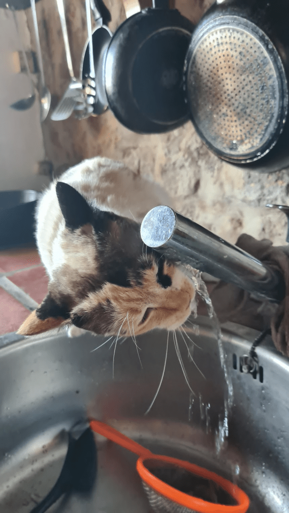 katt dricker kranvatten på gran canaria