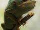 jemenkameleont gran canaria