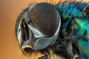 Flugor invaderar Gran Canaria!